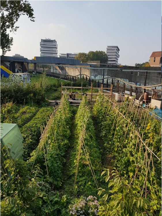 volkstuin Groengoed in Rotterdam