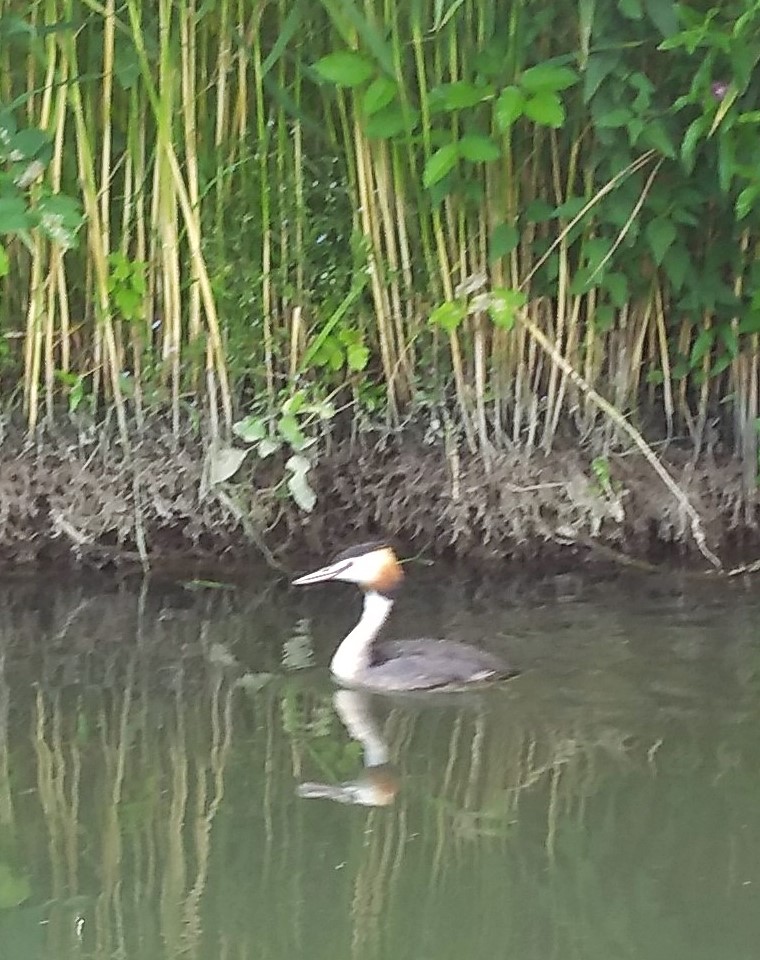 waterhoen bij nest op water