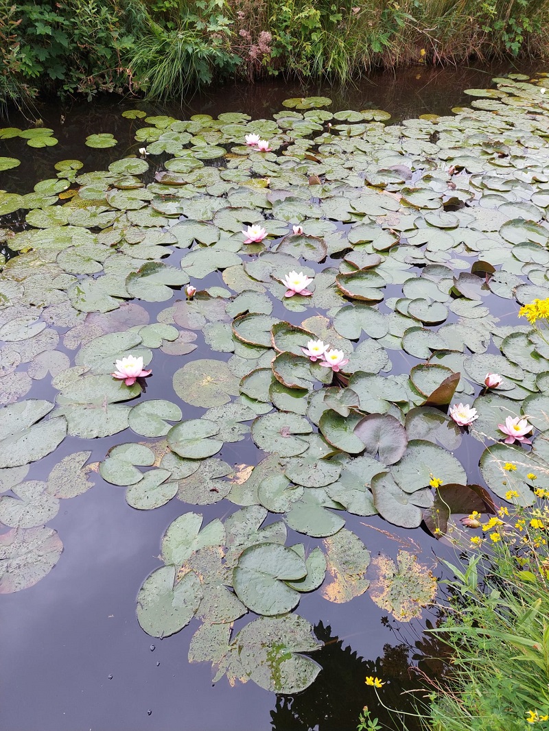 waterlelies