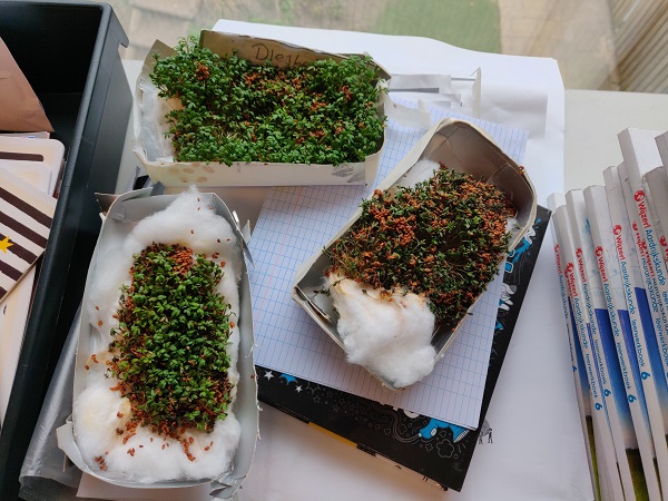 hergebruikt sappak als plantenbak met tuinkers