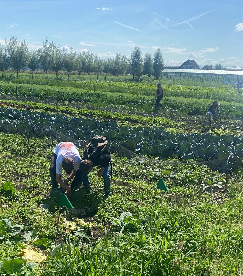 leerlingen oogsten in de Weidetuin