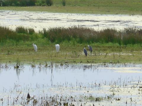 reigers in meertje